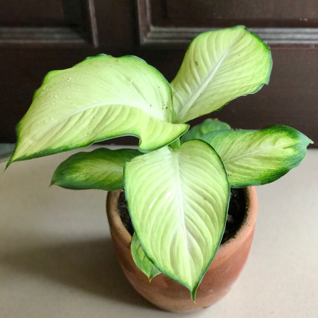 Dieffenbachia hybrida Tropic Marianne in the GardenTags plant encyclopedia Dumb Cane Tropic Marianne in the GardenTags plant encyclopedia