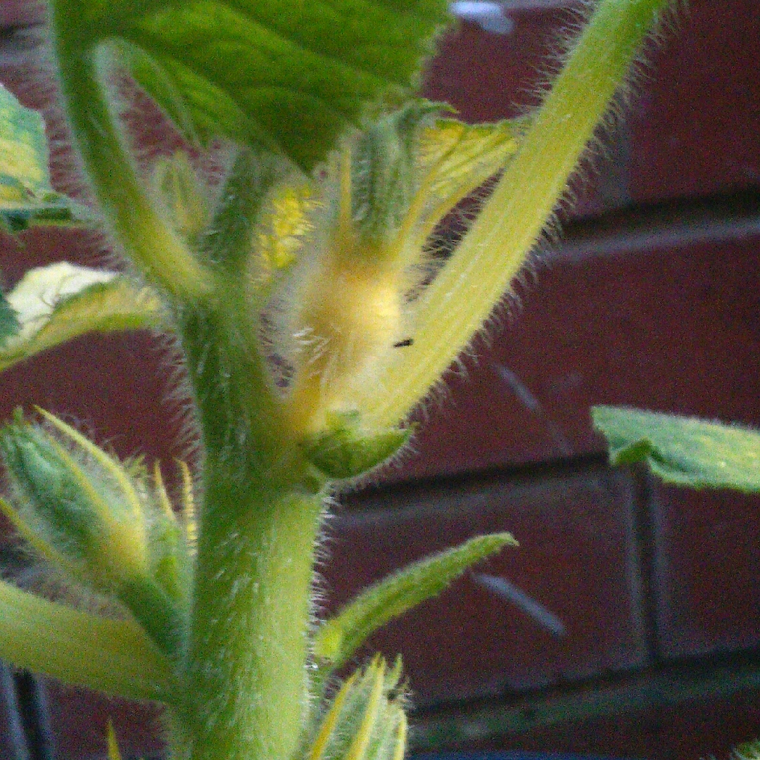 Cucurbita maxima Wee Be Little in the GardenTags plant encyclopedia Pumpkin Wee Be Little in the GardenTags plant encyclopedia