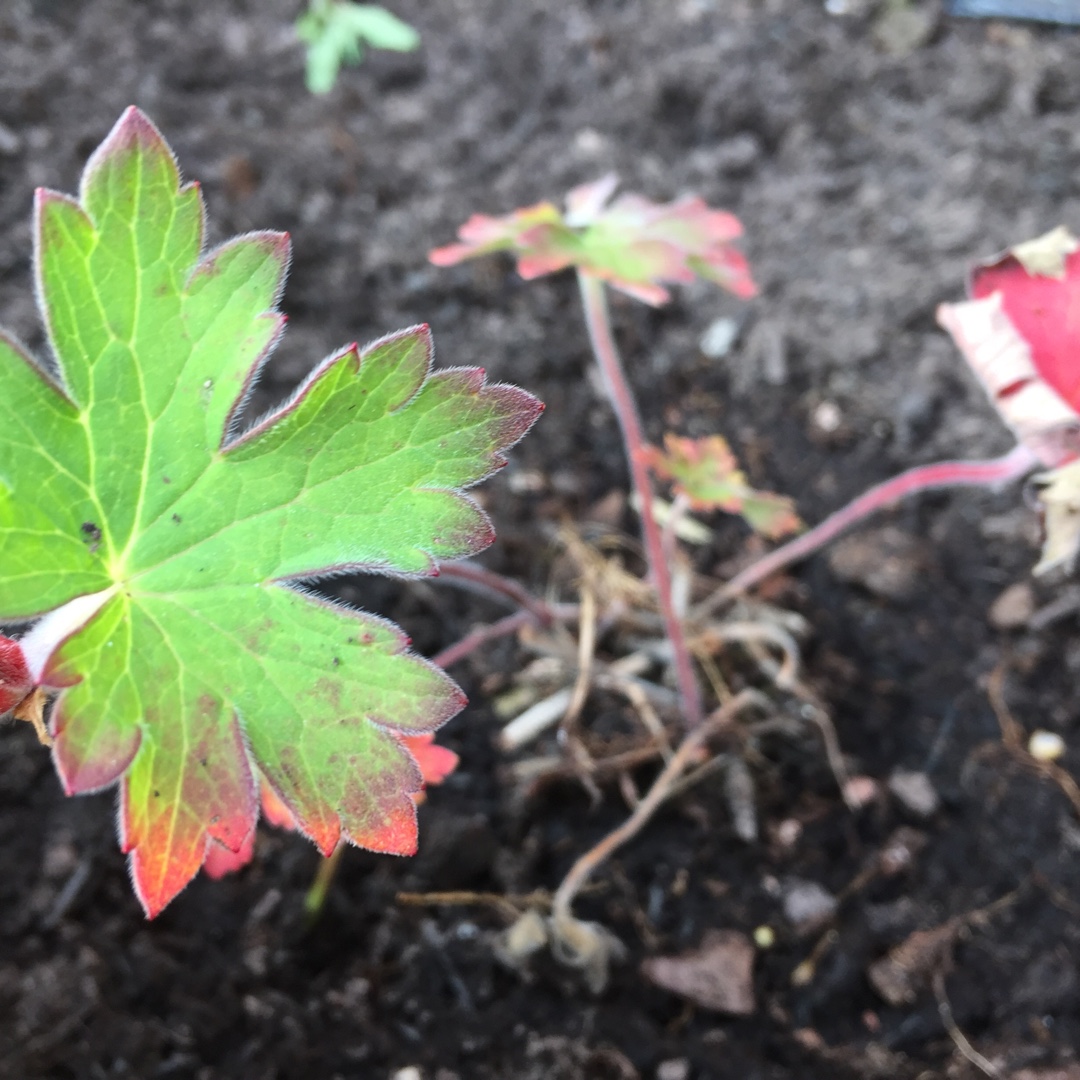 Geranium wlassovianum Zeppelin in the GardenTags plant encyclopedia Cranesbill Zeppelin in the GardenTags plant encyclopedia
