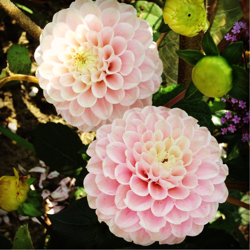 Dahlia Wine-eyed Jill (Ball) in the GardenTags plant encyclopedia