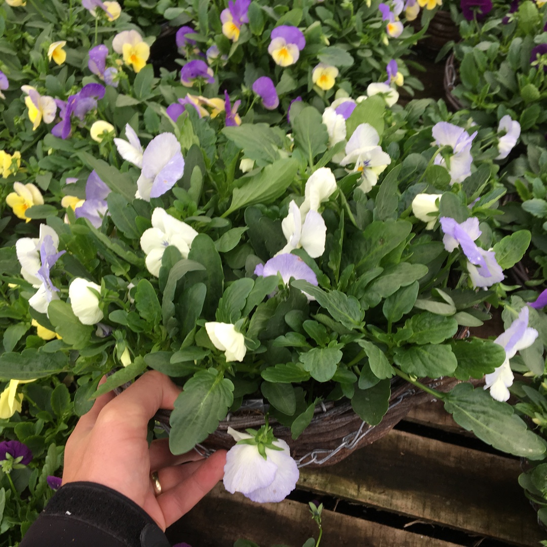 Viola x wittrockiana Plentifall™ Series in the GardenTags plant encyclopedia Pansy Plentifall™ Series in the GardenTags plant encyclopedia