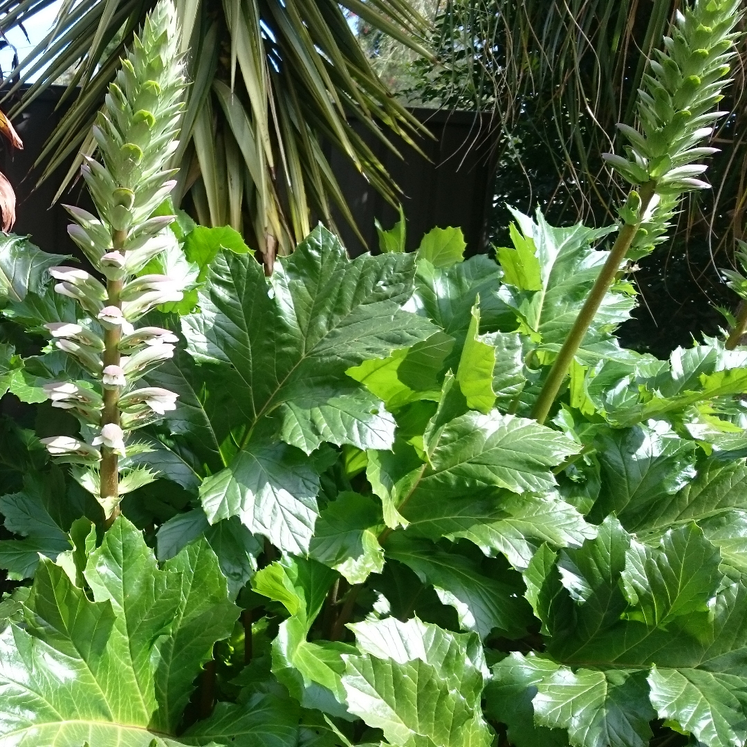 Acanthus mollis Hollards Gold in the GardenTags plant encyclopedia Bears Breeches Hollards Gold in the GardenTags plant encyclopedia