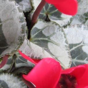 Cyclamen Sterling Scarlet (Sterling Series) in the GardenTags plant encyclopedia Florists Cyclamen Sterling Scarlet in the GardenTags plant encyclopedia