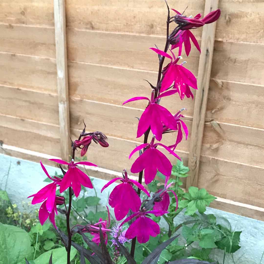 Lobelia x speciosa Russian Princess in the GardenTags plant encyclopedia Lobelia Russian Princess in the GardenTags plant encyclopedia