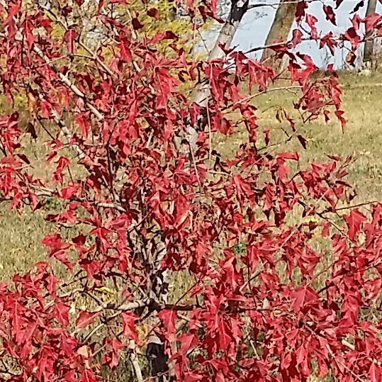 Acer Ginnala in the GardenTags plant encyclopedia Amur Maple in the GardenTags plant encyclopedia