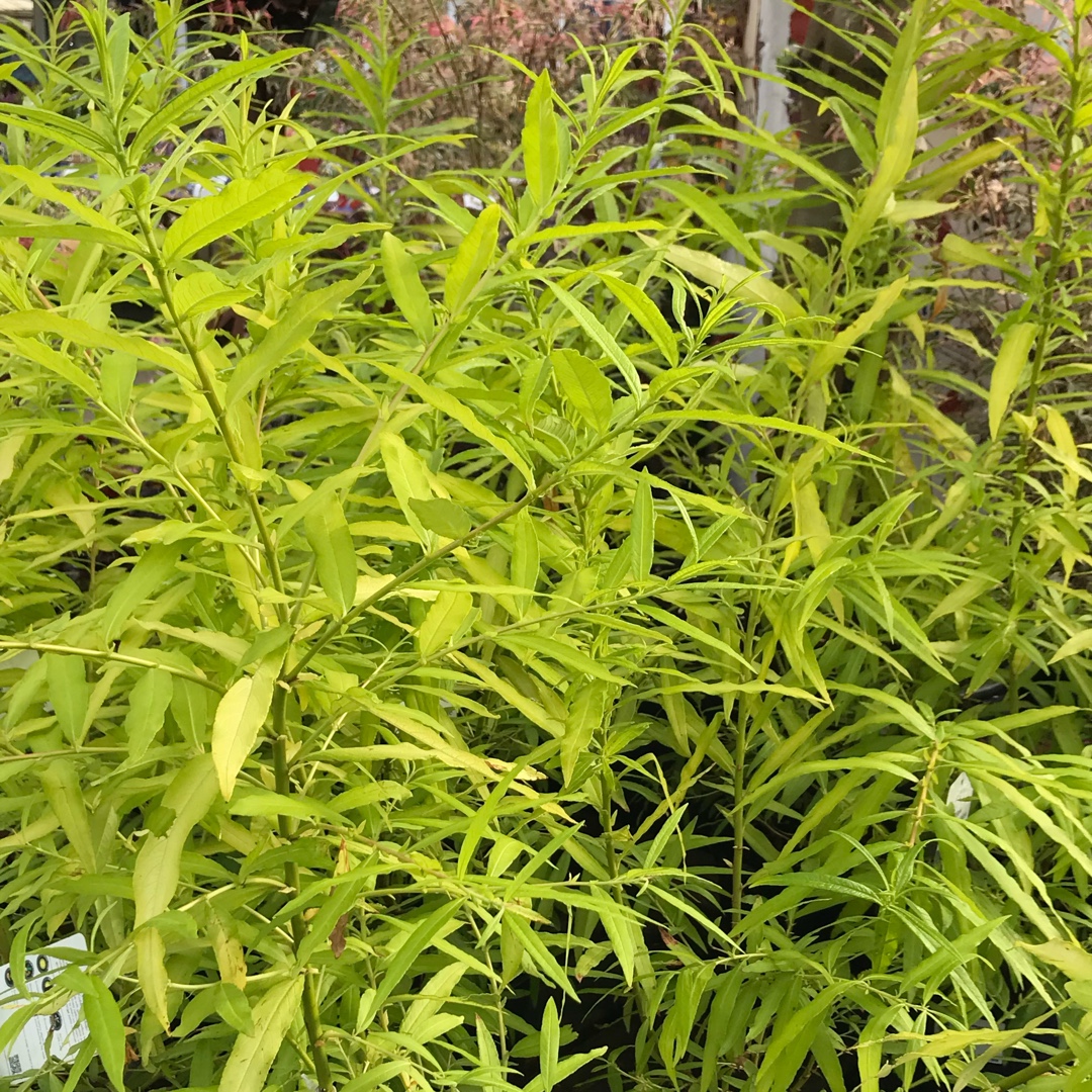 Salix udensis Golden Sunshine syn. Salix sachalinensis Golden Sunshine in the GardenTags plant encyclopedia Japanese fantail willow Golden Sunshine in the GardenTags plant encyclopedia