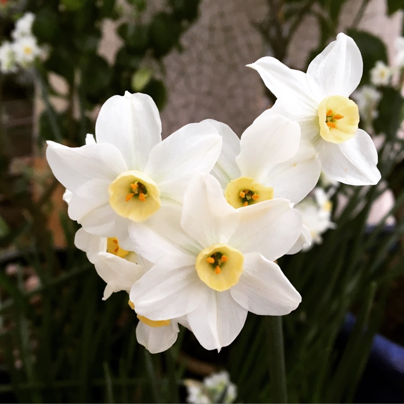 Narcissus in the GardenTags plant encyclopedia Daffodil (Miniature Group) in the GardenTags plant encyclopedia
