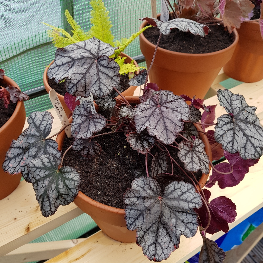 Heuchera Guardian Angel in the GardenTags plant encyclopedia Heuchera Guardian Angel in the GardenTags plant encyclopedia