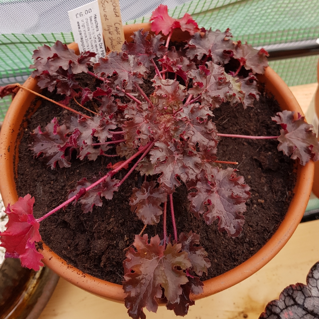Heuchera Cafe Ole in the GardenTags plant encyclopedia Alumroot Cafe Ole in the GardenTags plant encyclopedia