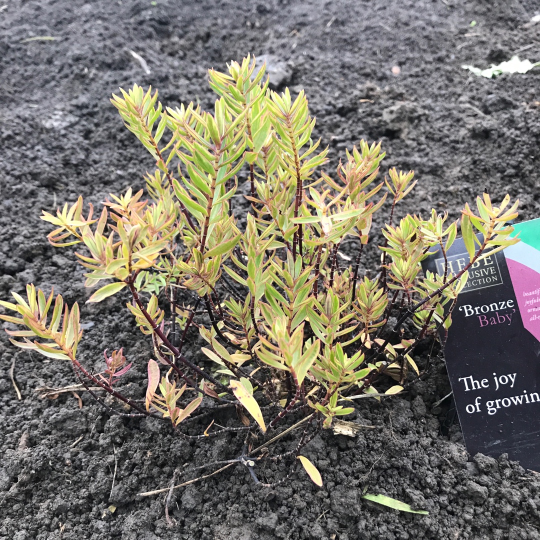 Hebe Bronze baby in the GardenTags plant encyclopedia Shrubby Veronica Bronze baby in the GardenTags plant encyclopedia