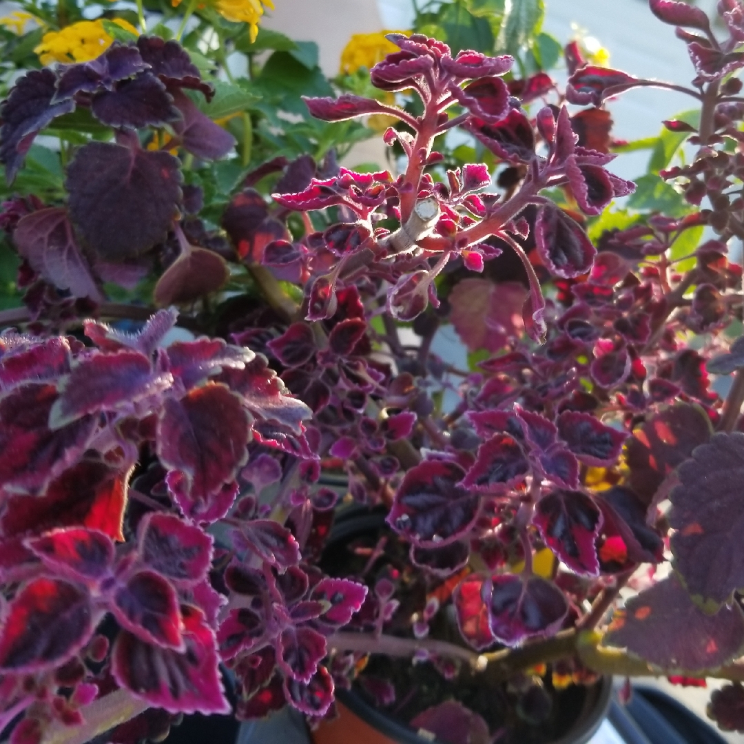 Solenostemon scutellarioides Meandering Linda in the GardenTags plant encyclopedia Coleus Meandering Linda in the GardenTags plant encyclopedia