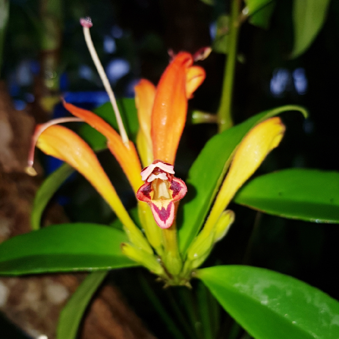 Aeschynanthus speciosus in the GardenTags plant encyclopedia Basket Plant in the GardenTags plant encyclopedia