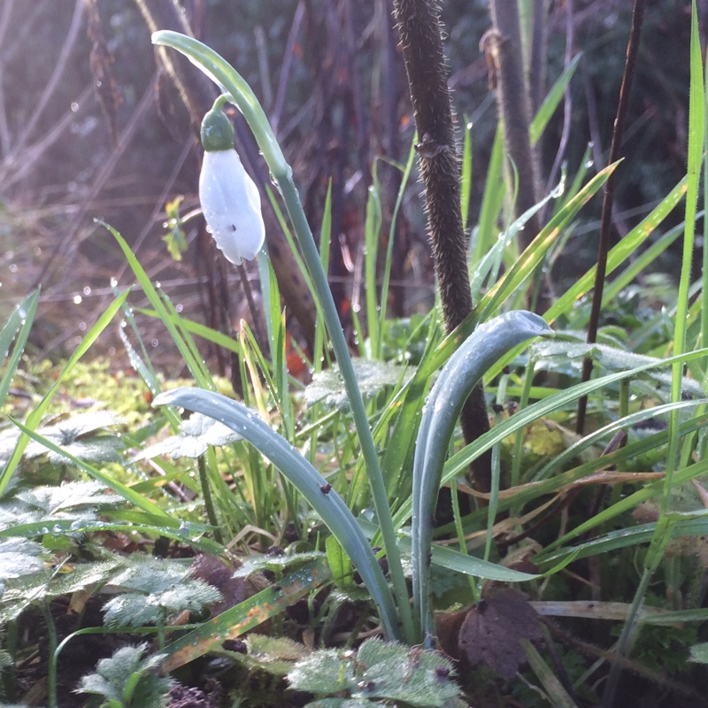 Galanthus elwesii in the GardenTags plant encyclopedia Snowdrop (Species) Elwess Snowdrop in the GardenTags plant encyclopedia