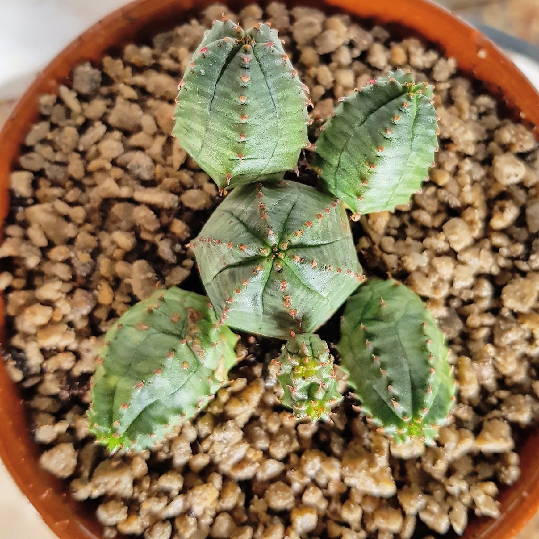 Euphorbia obesa x globosa in the GardenTags plant encyclopedia Basketball Plant in the GardenTags plant encyclopedia