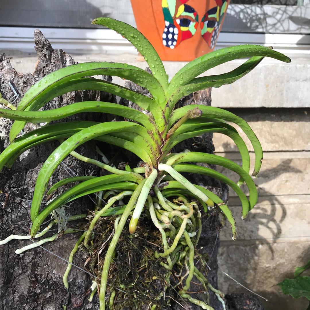 Vanda falcata syn. Neofinetia Blue Bird syn. Neostylis Lou Sneary Bluebird in the GardenTags plant encyclopedia Neofinetia Falcata Lou Sneary BlueBird in the GardenTags plant encyclopedia
