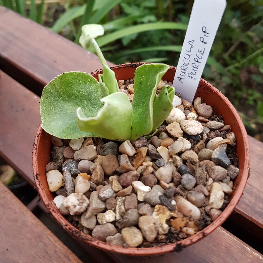 Primula auricula Purple Pip in the GardenTags plant encyclopedia Auricula Purple Pip in the GardenTags plant encyclopedia