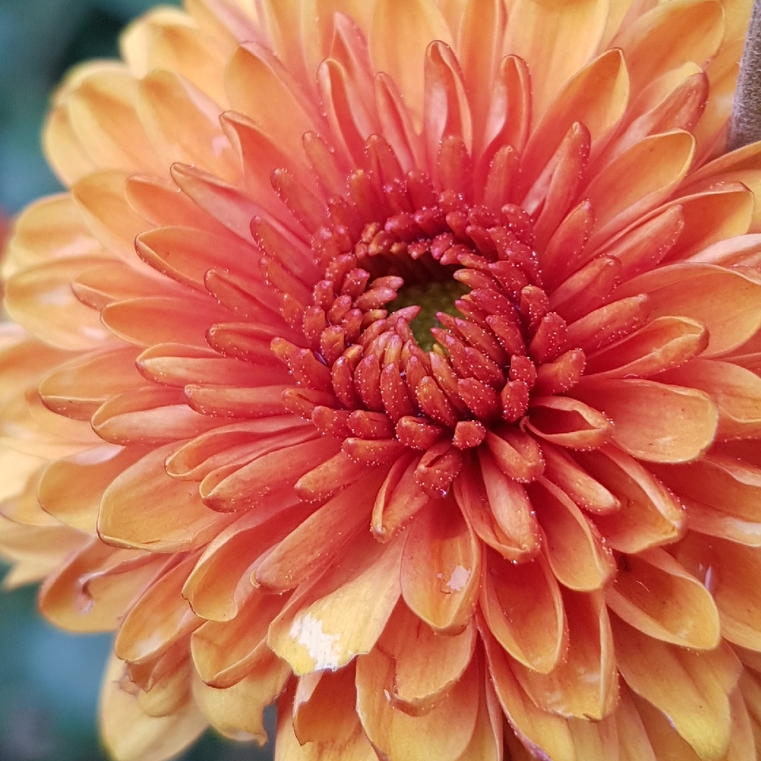 Chrysanthemum Bruno Bronze in the GardenTags plant encyclopedia Chrysanthemum Bruno Bronze in the GardenTags plant encyclopedia