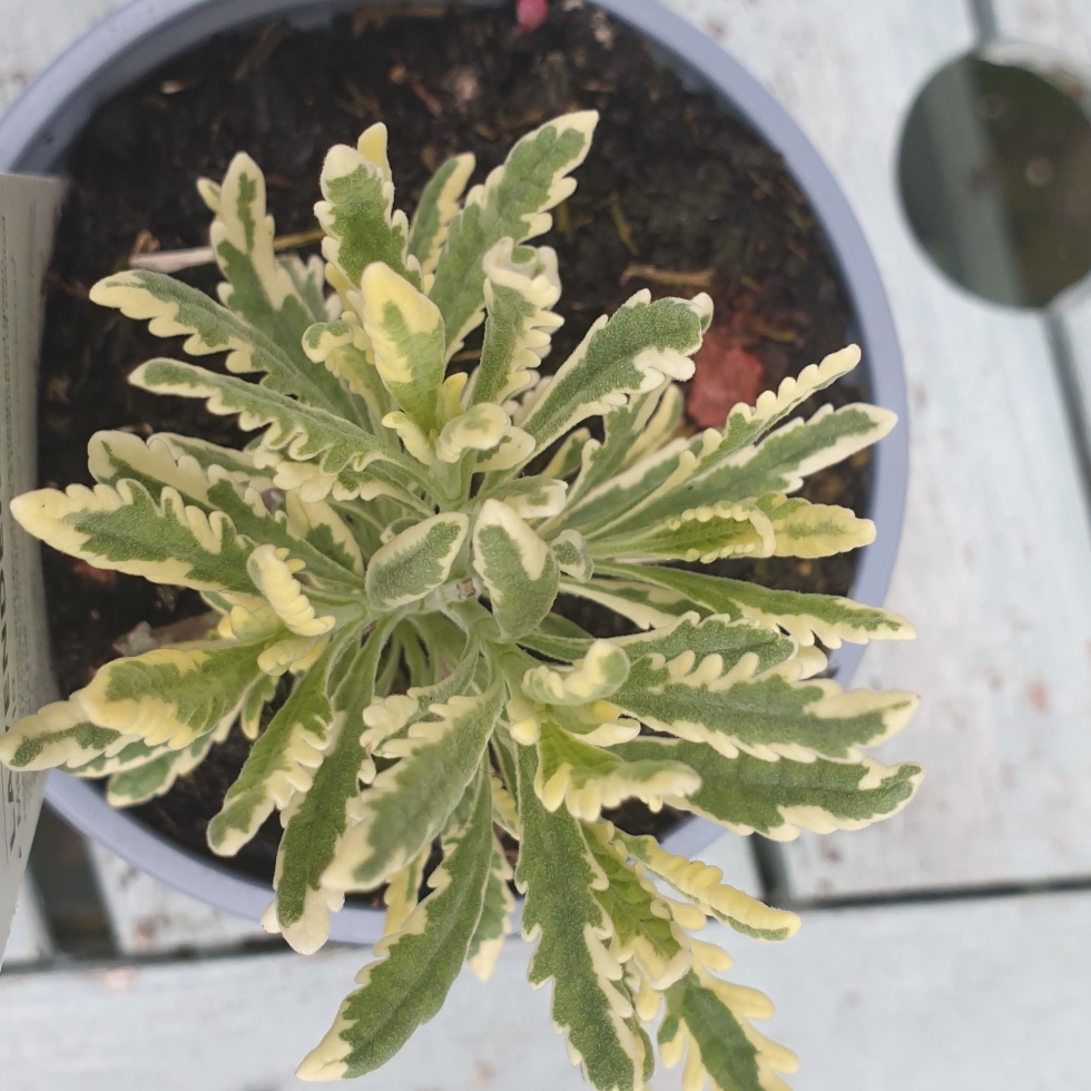 Lavandula x heterophylla (Gaston Allard Group) Meerlo Syn. Lavandula x allardii Meerlo, Lavandula allardii Meerlo in the GardenTags plant encyclopedia Lavender Meerlo in the GardenTags plant encyclopedia