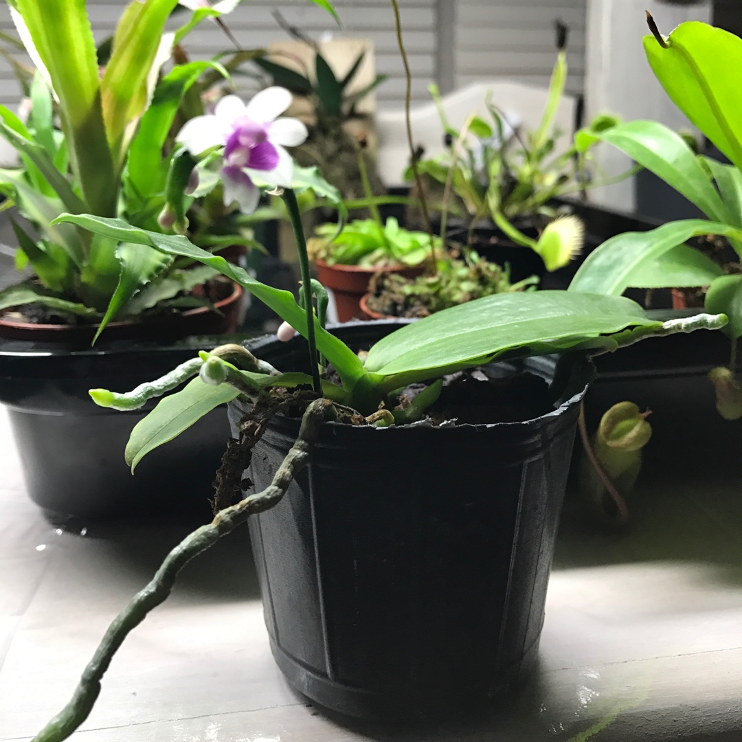 Phalaenopsis deliciosa syn. Kingidium deliciosum in the GardenTags plant encyclopedia Moth Orchid in the GardenTags plant encyclopedia