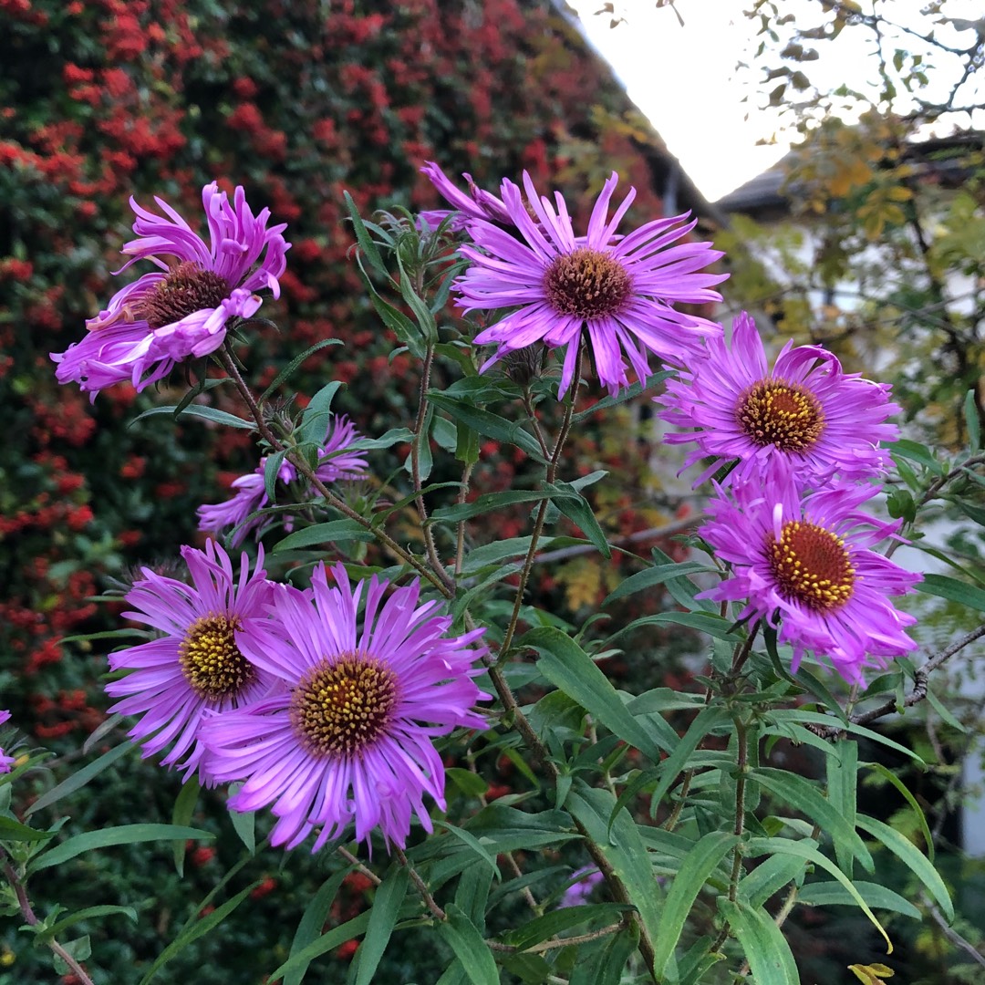 Symphyotrichum novae-angliae in the GardenTags plant encyclopedia New England Aster in the GardenTags plant encyclopedia