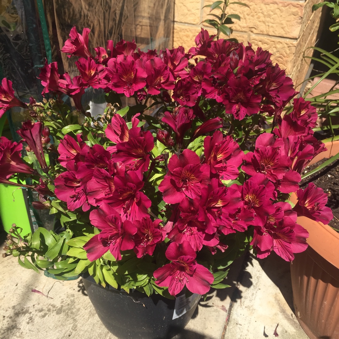 Alstroemeria Zaprilou (Princess Series) syn. Alstroemeria Princess Louise, Alstroemeria Colorita Louise in the GardenTags plant encyclopedia Peruvian Lily Princess Louise in the GardenTags plant encyclopedia