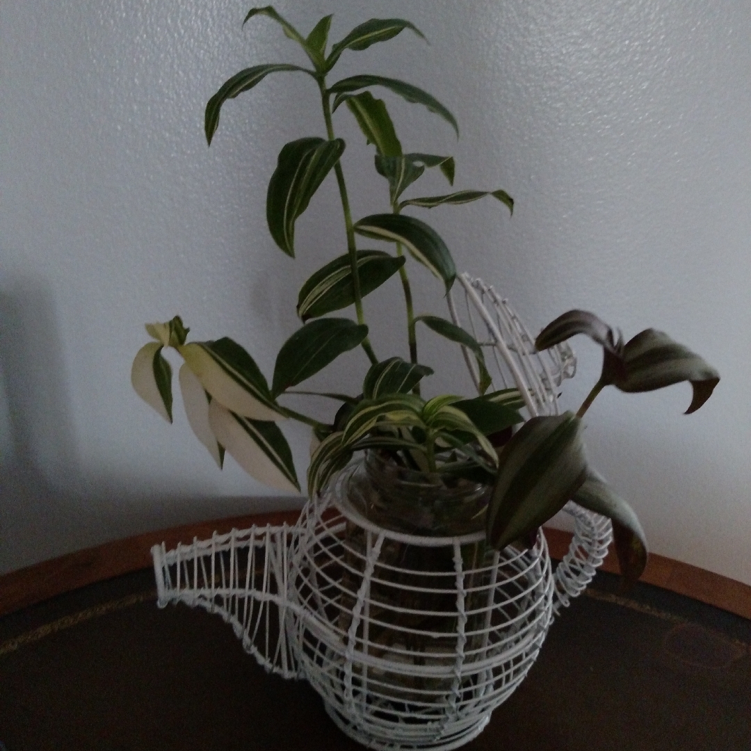 Tradescantia fluminensis Variegata in the GardenTags plant encyclopedia Small-leaf Spiderwort Variegata in the GardenTags plant encyclopedia