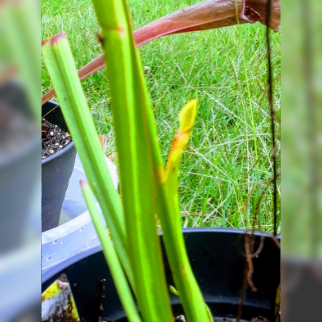 Sarracenia rubra var. alabamensis x areolat maroon throat in the GardenTags plant encyclopedia Maroon throated Pitcher Plant in the GardenTags plant encyclopedia
