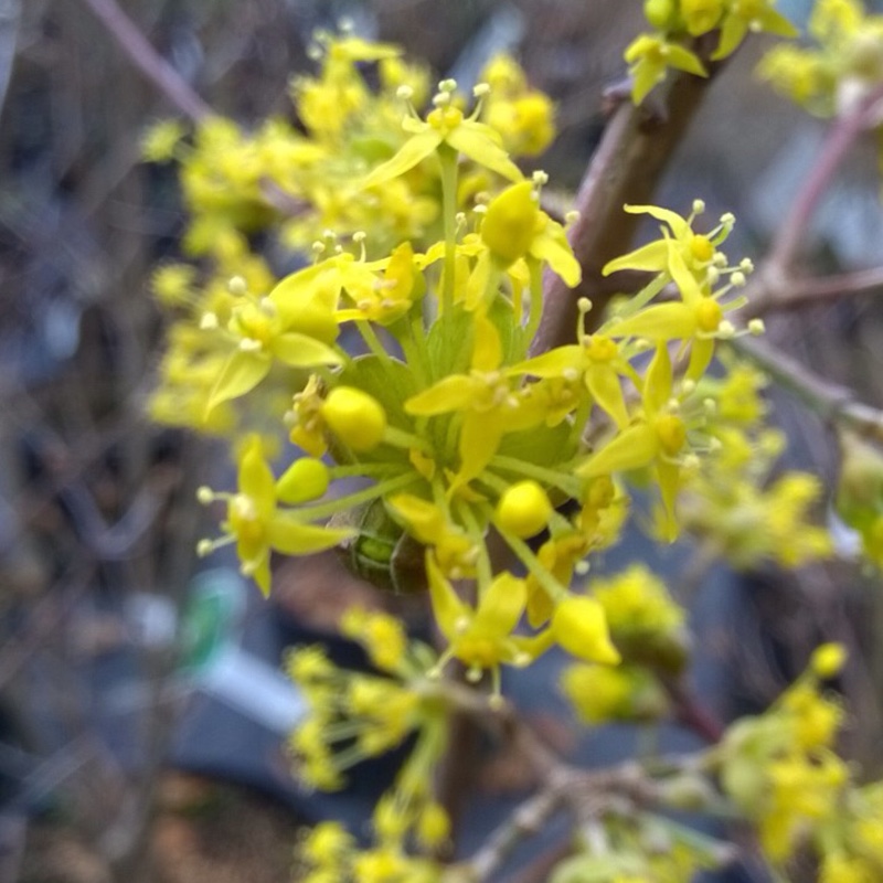 Cornus Officinalis in the GardenTags plant encyclopedia Japanese cornel in the GardenTags plant encyclopedia