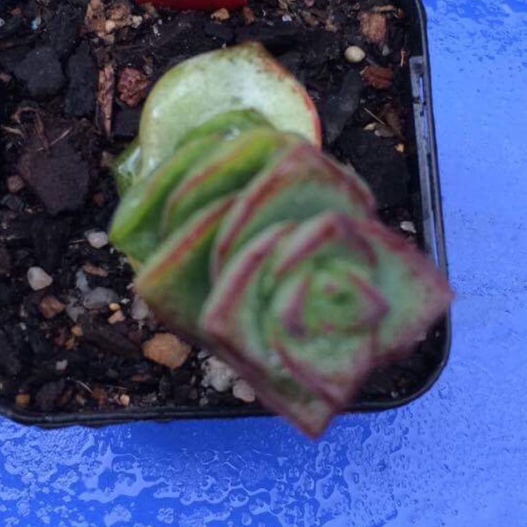 Crassula Perforata Giant Box in the GardenTags plant encyclopedia Crassula Perforata Giant Box in the GardenTags plant encyclopedia