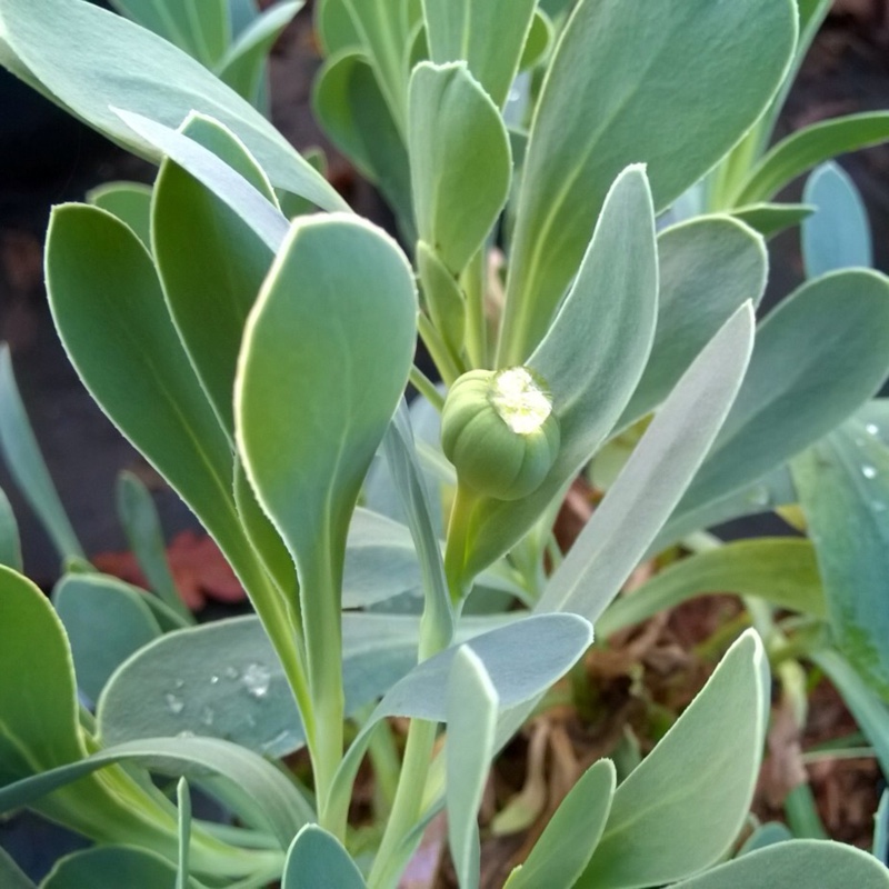 Hertia cheirifolia syn. Othonna Cheirifolia ; Othonnopsis cheirifolia in the GardenTags plant encyclopedia Barbary Ragwort in the GardenTags plant encyclopedia