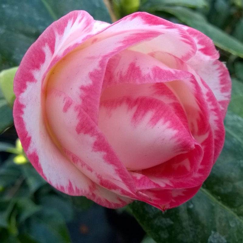 Camellia japonica Margaret Davis in the GardenTags plant encyclopedia Camellia Margaret Davis in the GardenTags plant encyclopedia