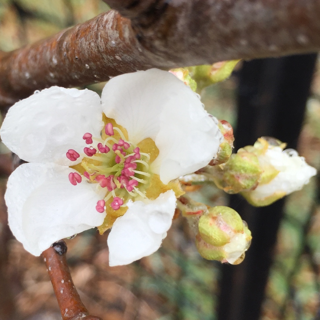 Pyrus communis Williams Bon Chretien syn. Pyrus communis William in the GardenTags plant encyclopedia Pear Williams Bon Chretien in the GardenTags plant encyclopedia