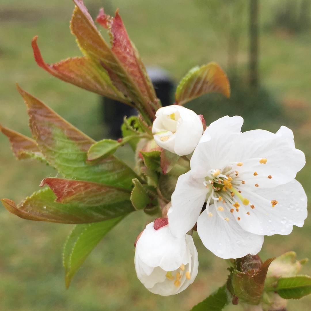 Prunus avium var. Lapins in the GardenTags plant encyclopedia Lapins Sweet Cherry in the GardenTags plant encyclopedia