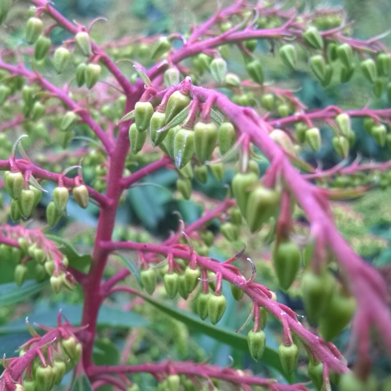Pieris Brouwers Beauty syn. Pieris Browers Beauty in the GardenTags plant encyclopedia Pieris Brouwers Beauty in the GardenTags plant encyclopedia