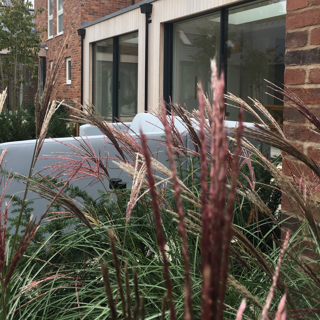 Miscanthus sinensis Starlight in the GardenTags plant encyclopedia Silver Grass Starlight in the GardenTags plant encyclopedia
