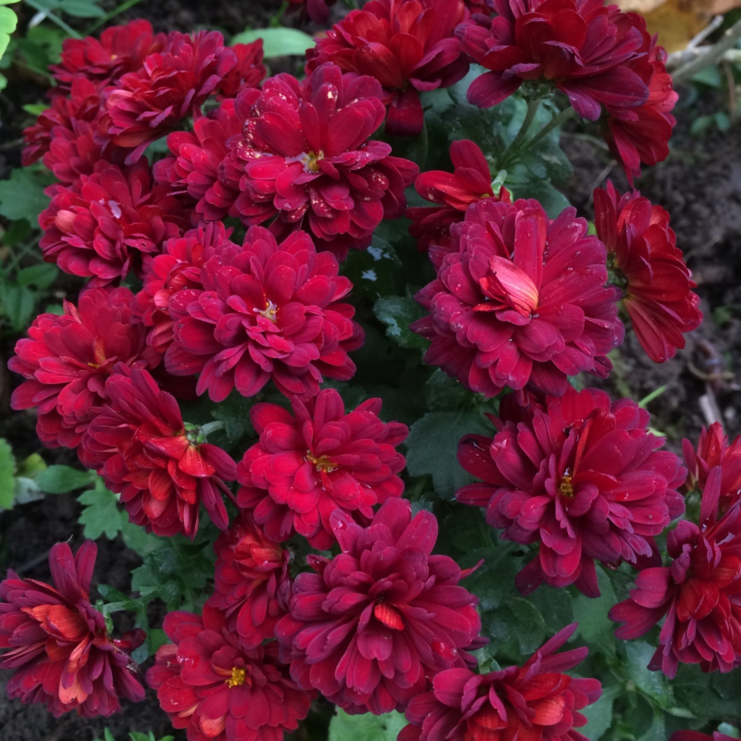 Chrysanthemum Meridian Red in the GardenTags plant encyclopedia Chrysanthemum Meridian Red in the GardenTags plant encyclopedia