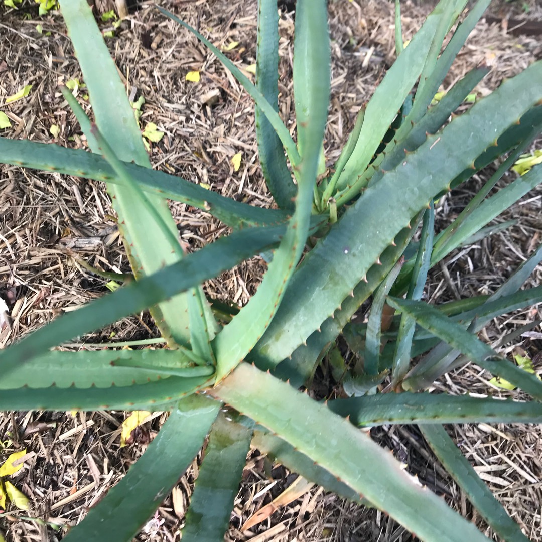 Aloe hybrid Moon Glow in the GardenTags plant encyclopedia Aloe Moon Glow in the GardenTags plant encyclopedia