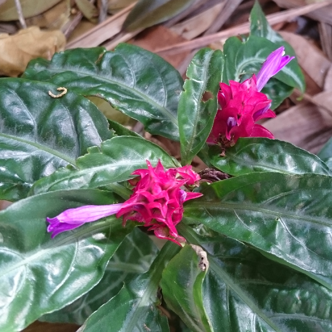 Justicia scheidweileri in the GardenTags plant encyclopedia Purple shrimp plant in the GardenTags plant encyclopedia
