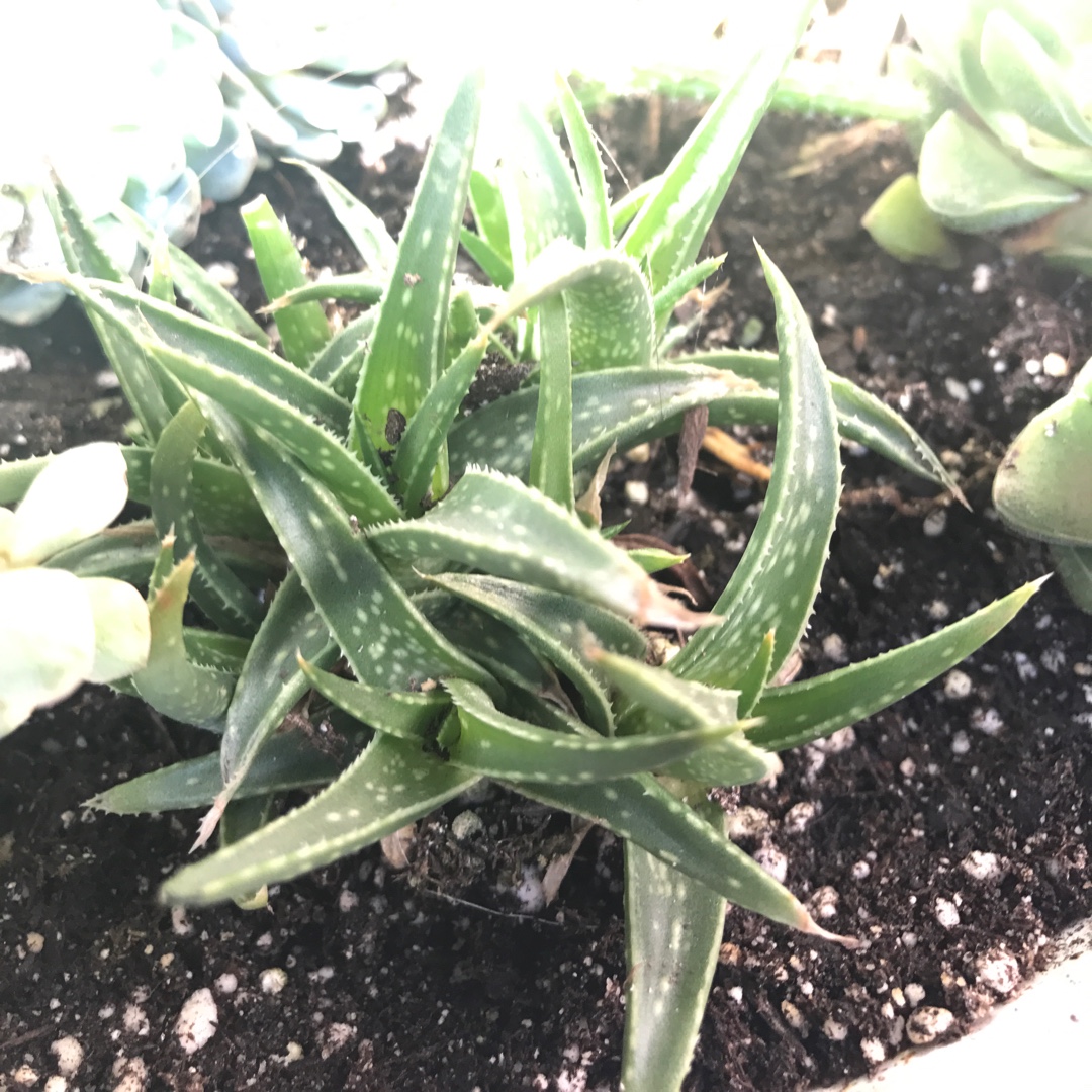 Aloe Firebird in the GardenTags plant encyclopedia