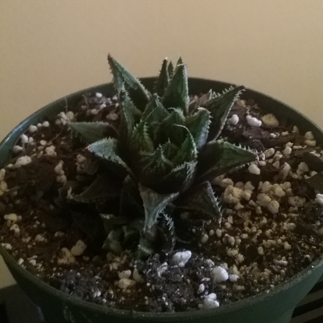Haworthia Clive in the GardenTags plant encyclopedia Haworthia Clive in the GardenTags plant encyclopedia