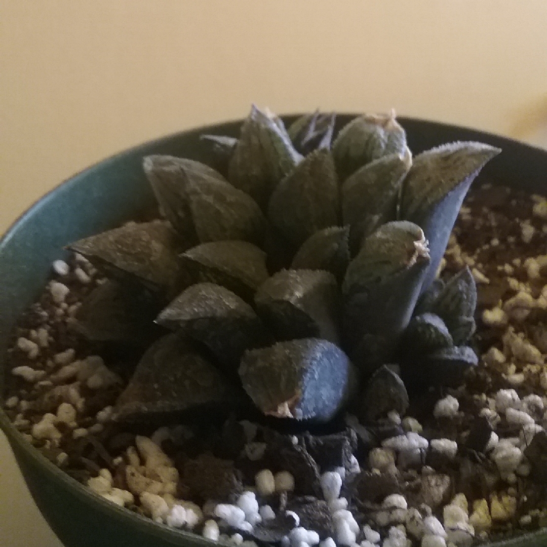 Haworthia Sugar Plum in the GardenTags plant encyclopedia Haworthia Sugar Plum in the GardenTags plant encyclopedia