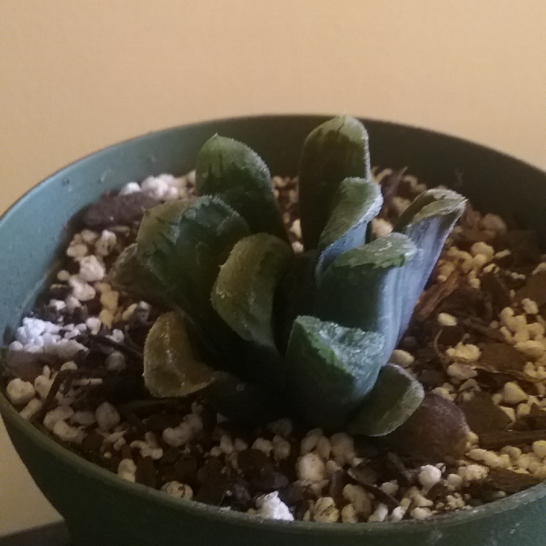 Haworthia truncata Whirlpool in the GardenTags plant encyclopedia Haworthia Whirlpool in the GardenTags plant encyclopedia