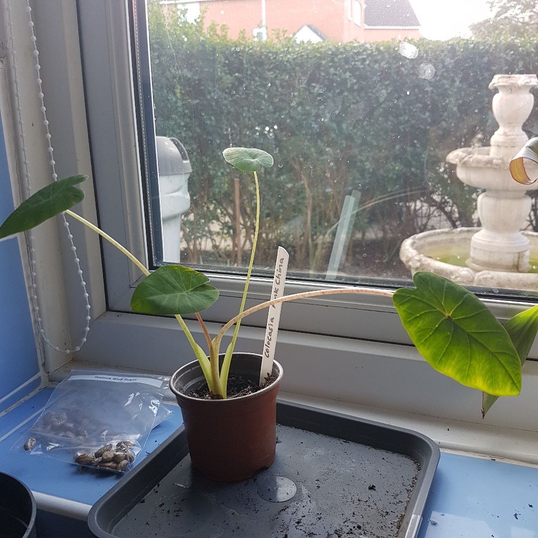 Colocasia esculenta Pink China in the GardenTags plant encyclopedia Elephant Ear Pink China in the GardenTags plant encyclopedia