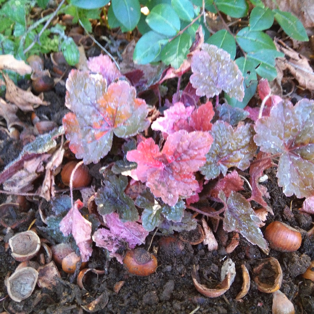 x Heucherella Burnished Bronze in the GardenTags plant encyclopedia Foamy Bells Burnished Bronze in the GardenTags plant encyclopedia