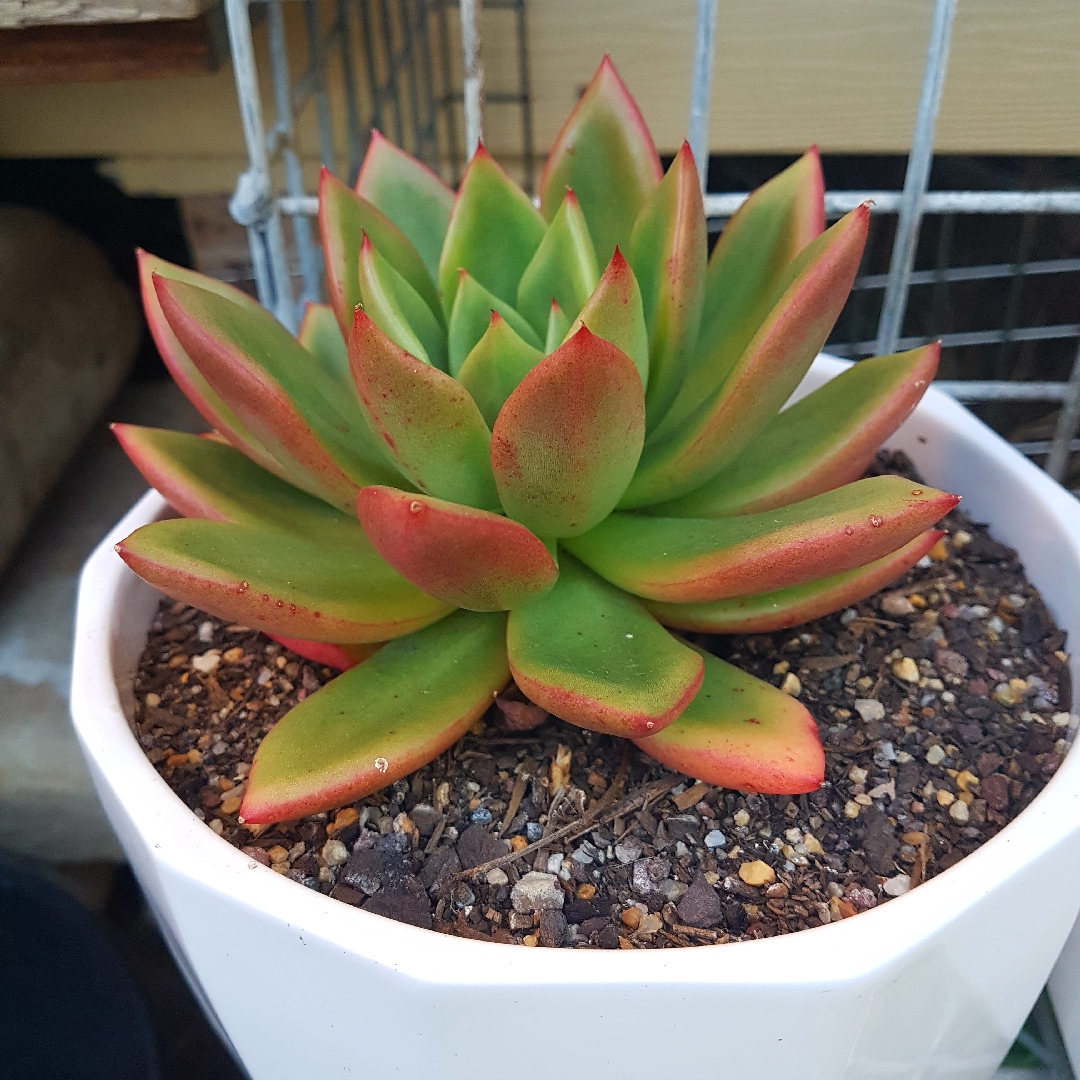 Echeveria Agavoides Red top in the GardenTags plant encyclopedia Echeveria Agavoides Red Top in the GardenTags plant encyclopedia