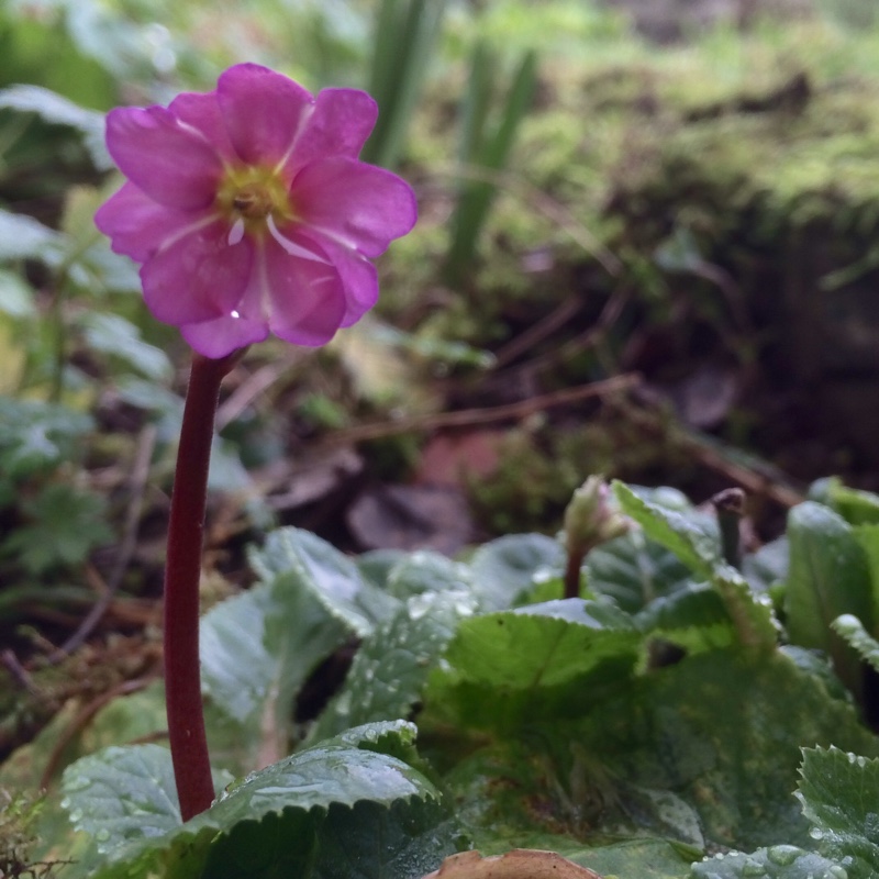 Primula Kinlough Beauty in the GardenTags plant encyclopedia