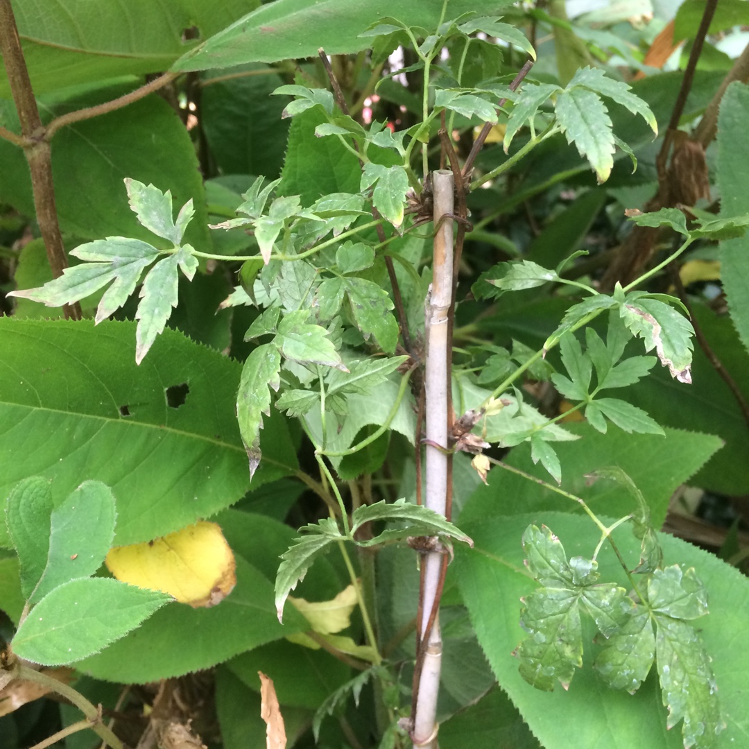 Clematis alpina Rosy Pagoda in the GardenTags plant encyclopedia Clematis Rosy Pagoda in the GardenTags plant encyclopedia