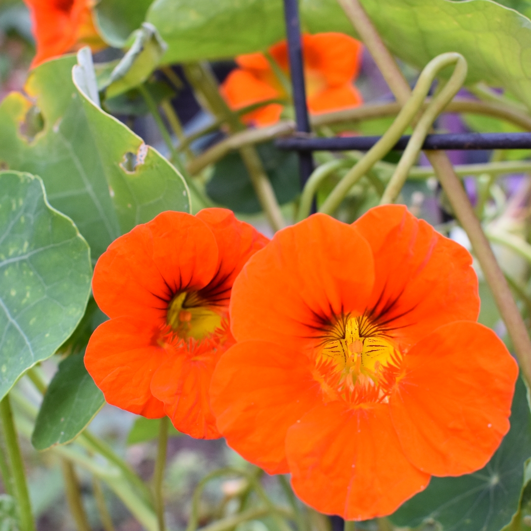 Tropaeolum majus Golden Gleam in the GardenTags plant encyclopedia Nasturtium Golden Gleam in the GardenTags plant encyclopedia