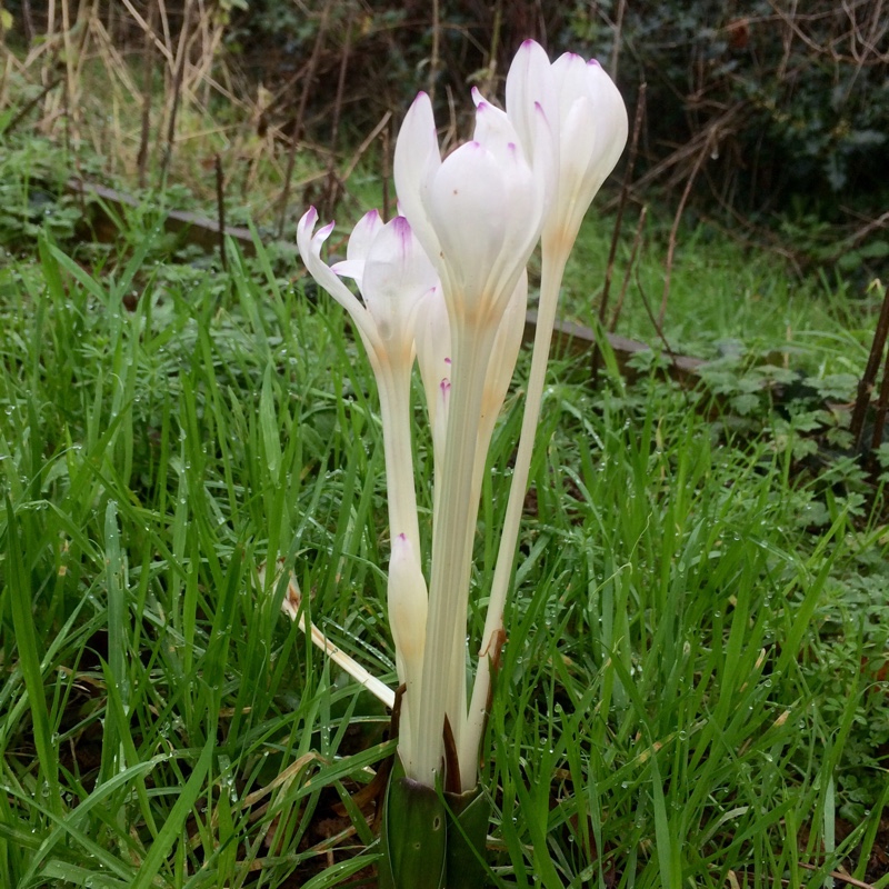 Colchicum x byzantinum Innocence in the GardenTags plant encyclopedia Meadow saffron Innocence in the GardenTags plant encyclopedia