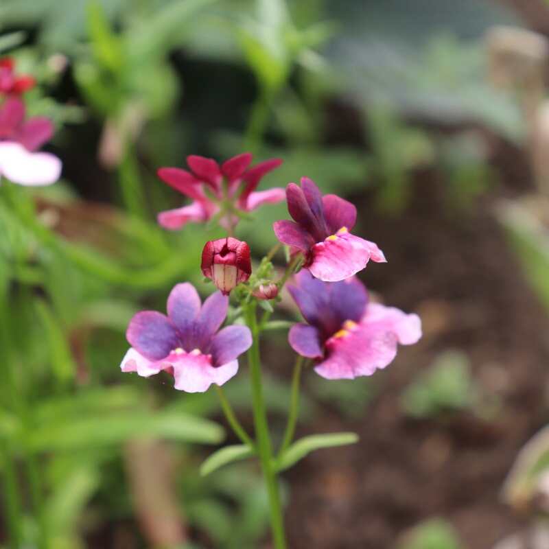 Nemesia Carnival Mix (mix) in the GardenTags plant encyclopedia Nemesia Carnival Mix (Mix) in the GardenTags plant encyclopedia